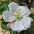 AAA blossom 400 x 400 pixels